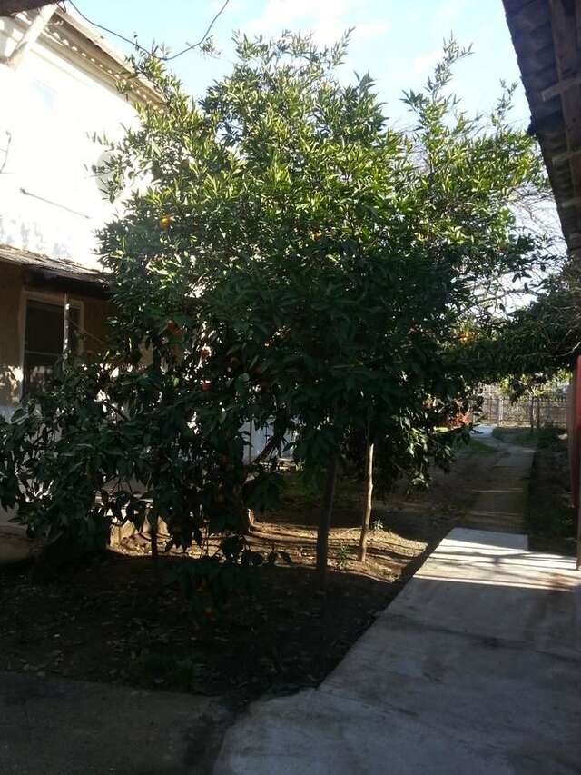 Гостевой дом Гостевой дом Южная Пальмира Пицунда-28